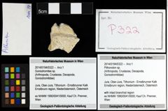 Foto (Objekt + Etiketten) von Pithonoton sp. 